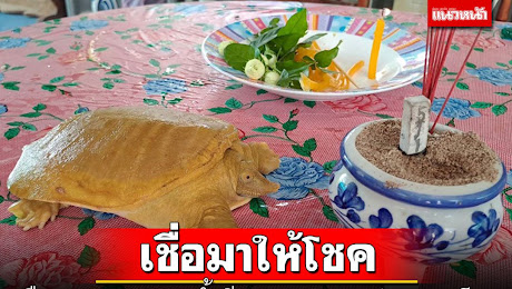 ข่าว Like สาระ - เกิดมาเพิ่งเคยพบ ตะพาบน้ำสีทอง คอหวยจุดธูปขอเลขเด็ดได้มา 3 ตัว