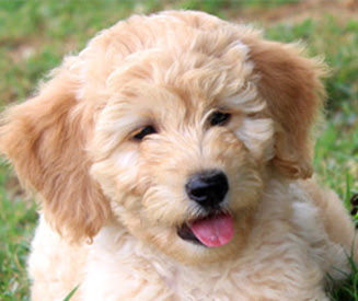 Please check out or online forms to apply. Kaos Farm Goldendoodles Miniature Goldendoodle Puppies Nc