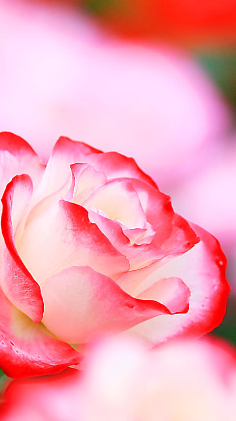 ベスト50 待ち受け 画像 花 美しい花の画像