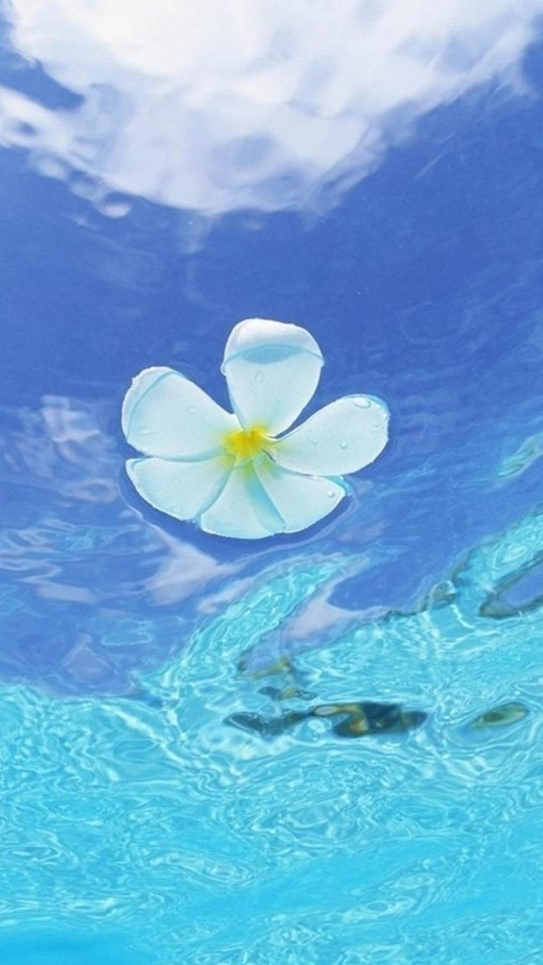 新鮮な水 壁紙 Iphone 最高の花の画像