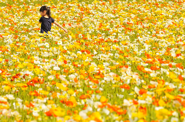 美しい花の画像 ユニークポピー 花 言葉 オレンジ