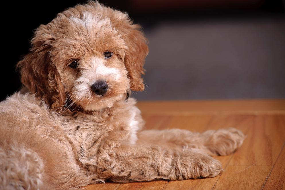 They offer puppies for sale in pa, ohio and more. Cockapoo Pictures Cockapooclub Com