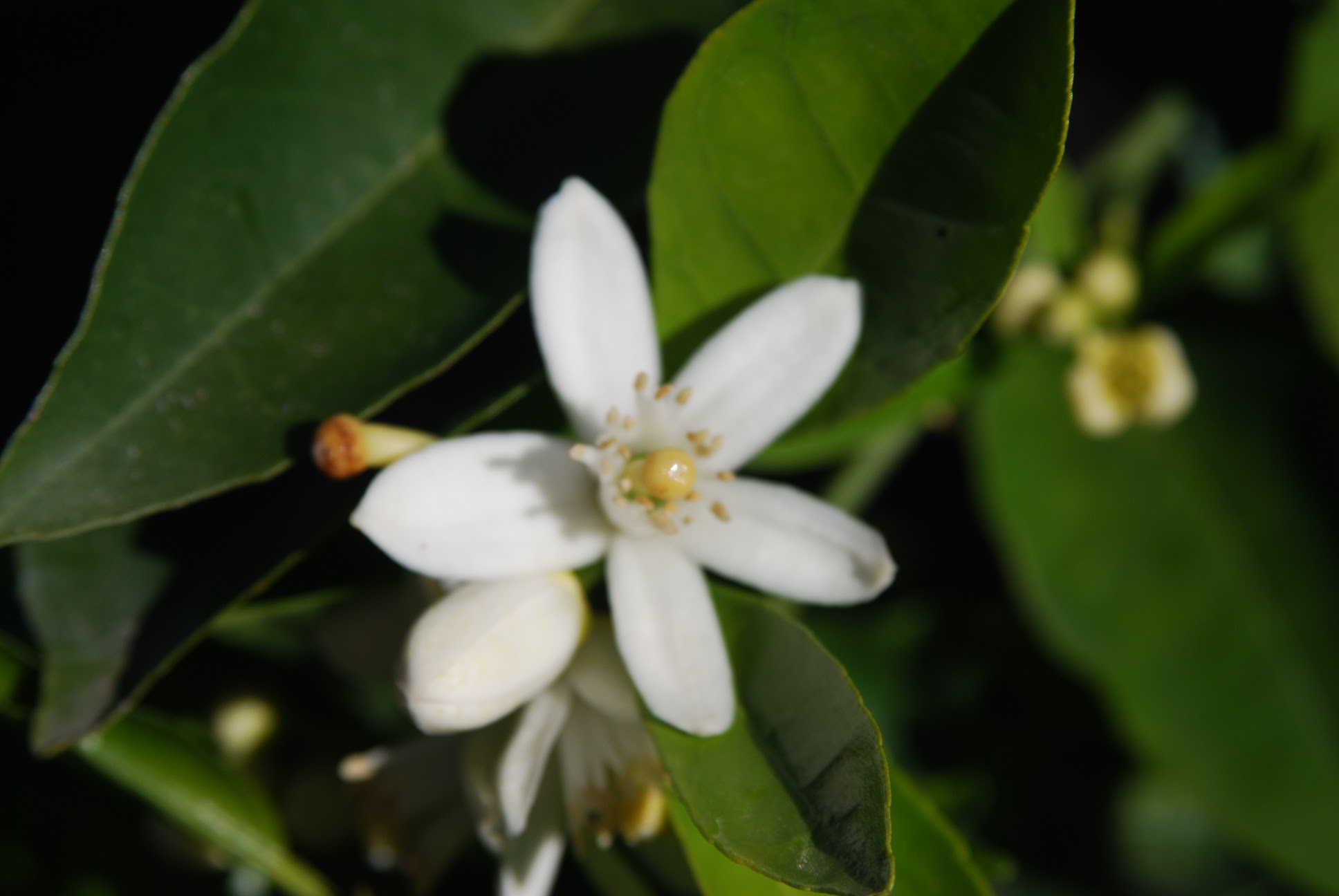 無料ダウンロードなつめ 花言葉 すべての美しい花の画像