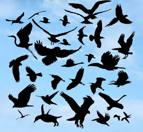 かっこいい 鳥 イラスト 羽ばたく