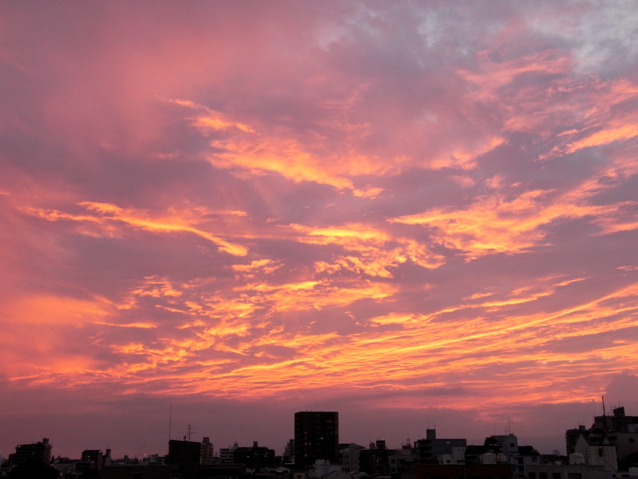 すべての花の画像 トップ100デスクトップ 壁紙 夕日