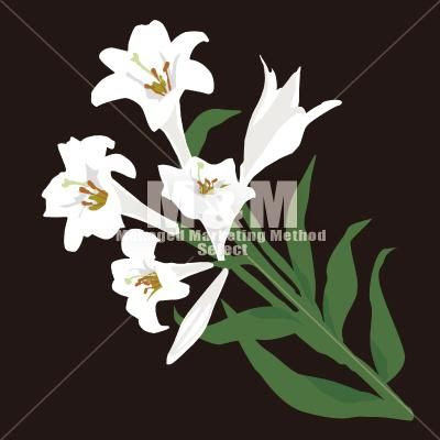 美しい花の画像 50 素晴らしいゆり 花 イラスト
