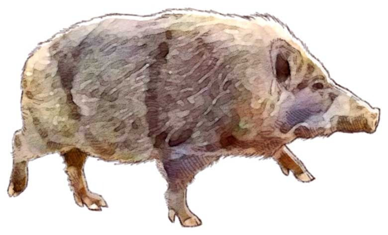 動物の画像について これまでで最高の猪 イラスト リアル