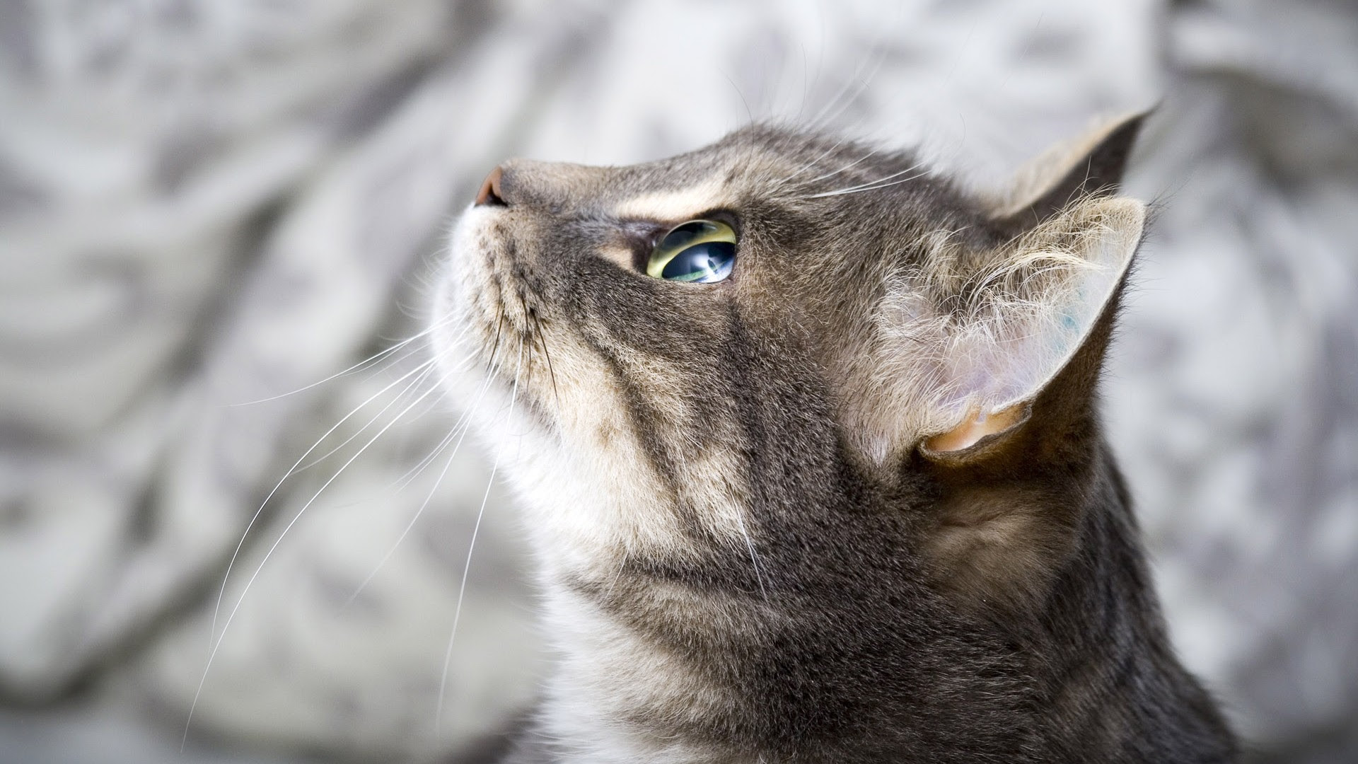 ベスト Pc 壁紙 高 画質 猫 無料のhd壁紙 Joskabegami