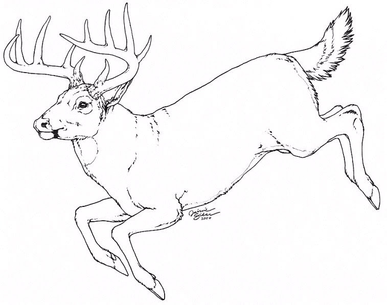 Learn how to draw deer anatomy pictures using these outlines or print just for coloring. Deer Anatomy Drawing At Getdrawings Free Download