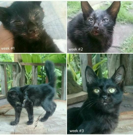 Ubat Mata Kucing Berair - Kronis r