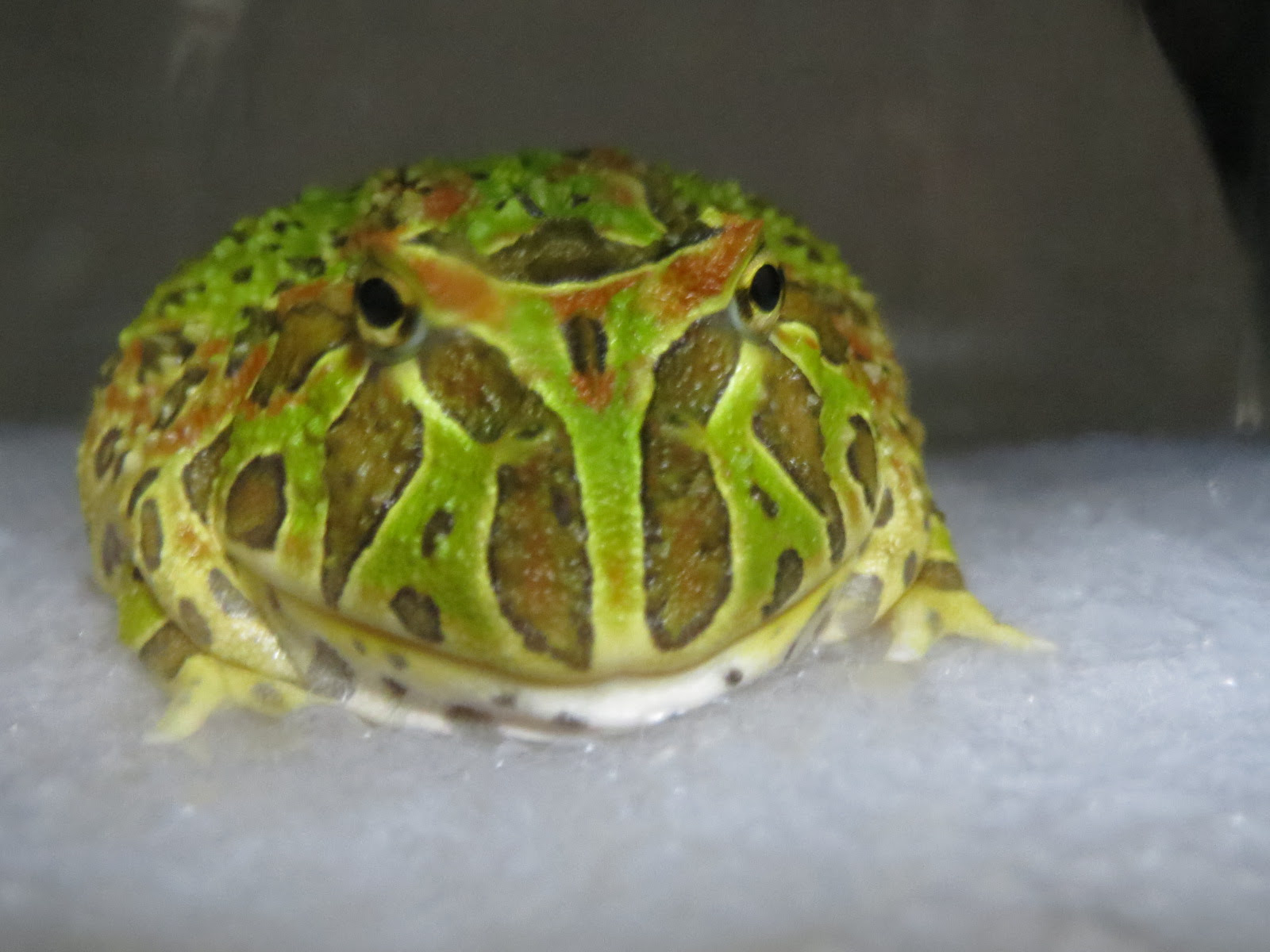 すべての動物の画像 最新可愛い カエル