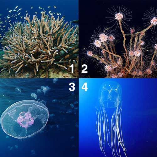  Jelaskan  Perbedaan  Struktur Jaringan Pada Porifera Dan  