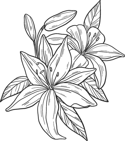 Printable, and download it for a computer. Lilies Coloring Page Free Printable Coloring Pages