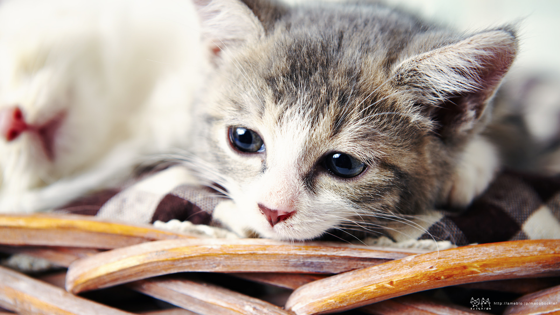 すべての花の画像 Hd限定かわいい 猫 Pc 壁紙