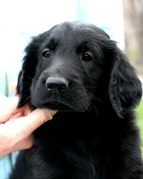High to low nearest first. Puppies Heirborn Kennels