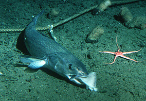 Sablefish