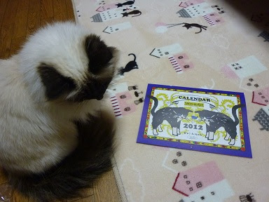 最高shoo La Rue 猫 人気のファッショントレンド