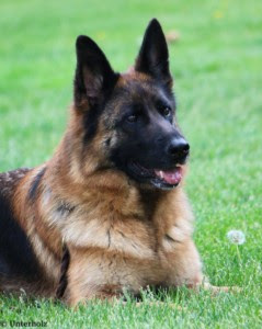 German shepherds need plenty of mental and physical stimulation daily, to prevent behavioral issues. Drache Feld German Shepherds German Shepherd Breeders