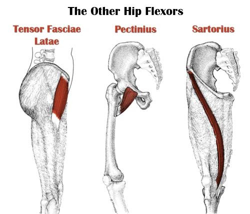 Jan 23, 2016 · description: Leg Anatomy All About The Leg Muscles