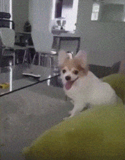 無料印刷可能犬 面白い Gif 動物画像無料