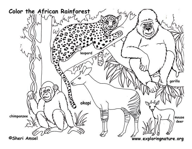Download Jungle Animals Coloring Pages For Kids Drawing With Crayons