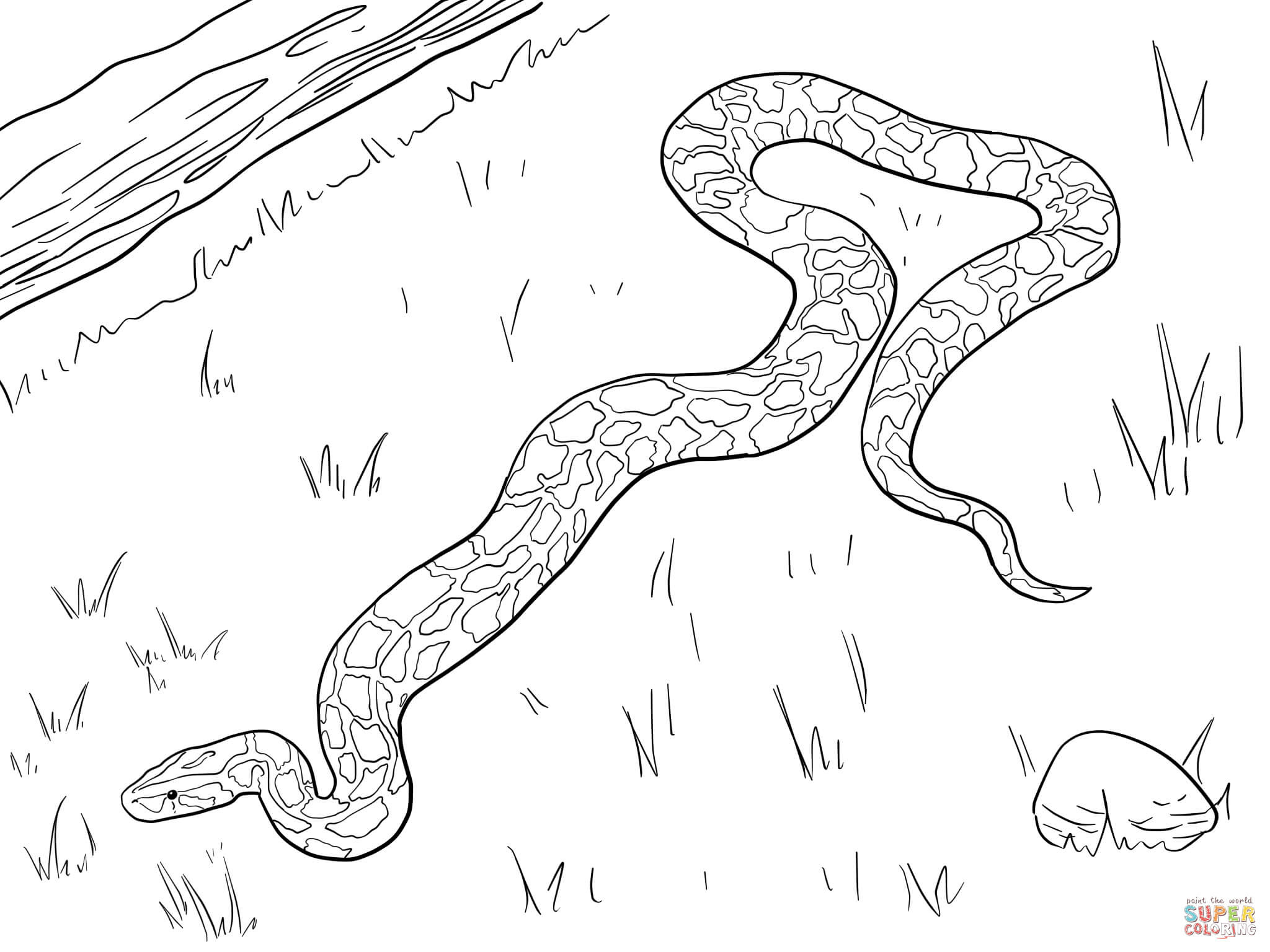 We have collected 39+ spine coloring page images of various designs for you to color. Large Burmese Python Coloring Page Free Printable Coloring Pages