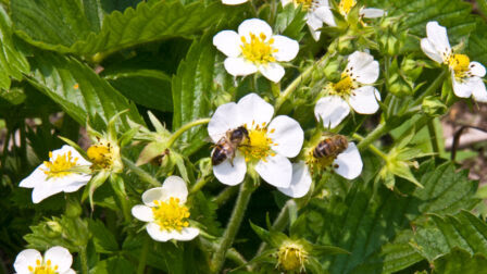 Bees collecting nectar from strawberry flowers. Photo by Shutterstock.com