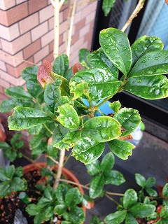 キンモクセイ 病気 葉 が 縮れる Bruntti