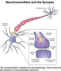 FAMILY Neurotransmitter 