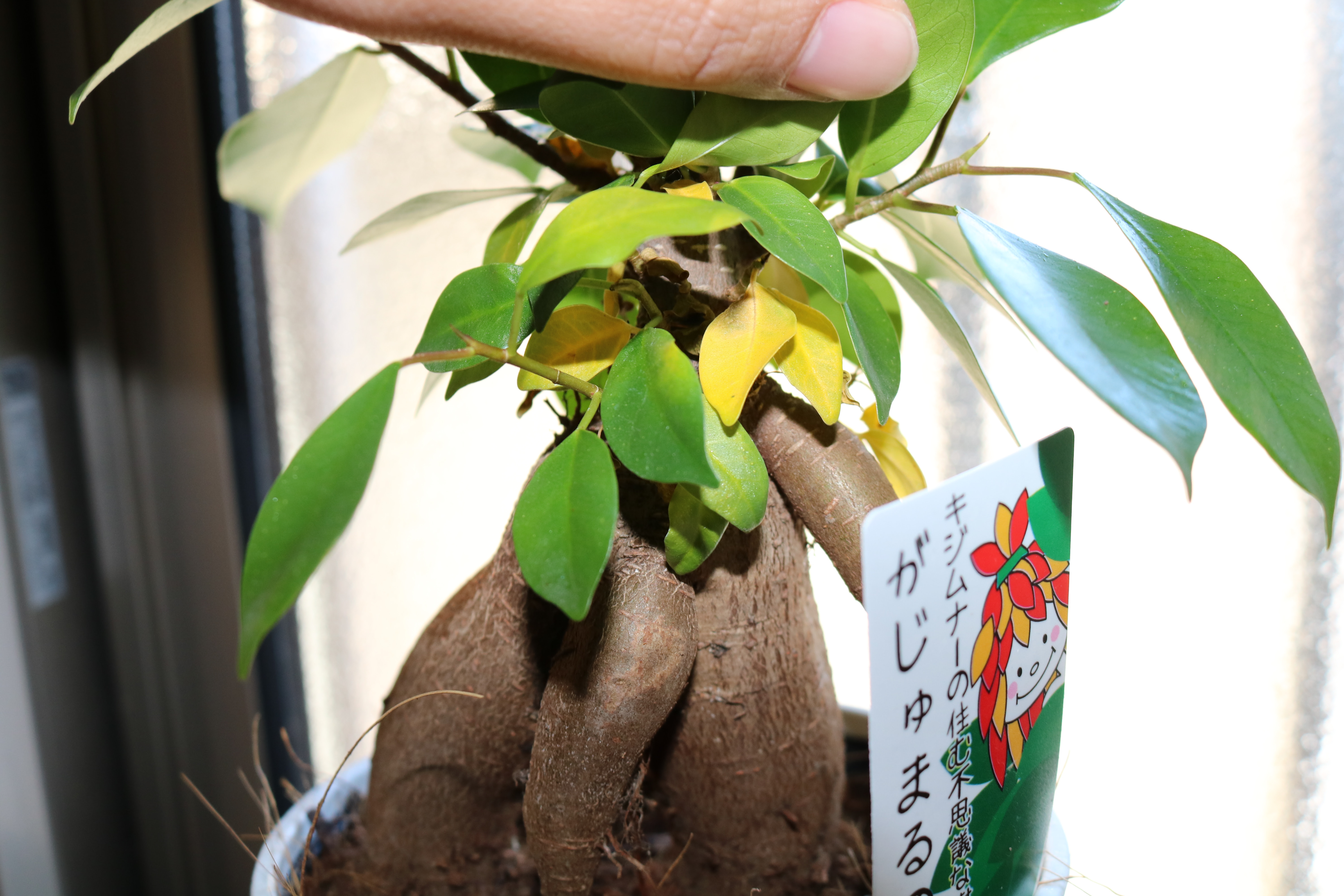 すべての美しい花の画像 最新ガジュマル 枯れ そう
