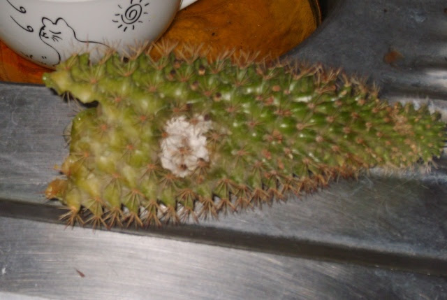 La méthode en images pour récupérer un cactus qui a pourri, bouturage de la plante. Cactus Qui Pourrit Au Jardin Forum De Jardinage