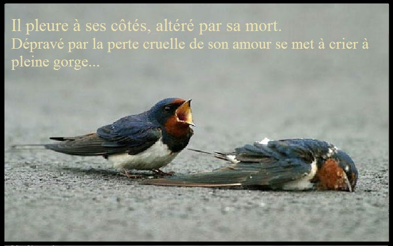 Proverbes D Amour Touchant Messages Clecyluisvia Net