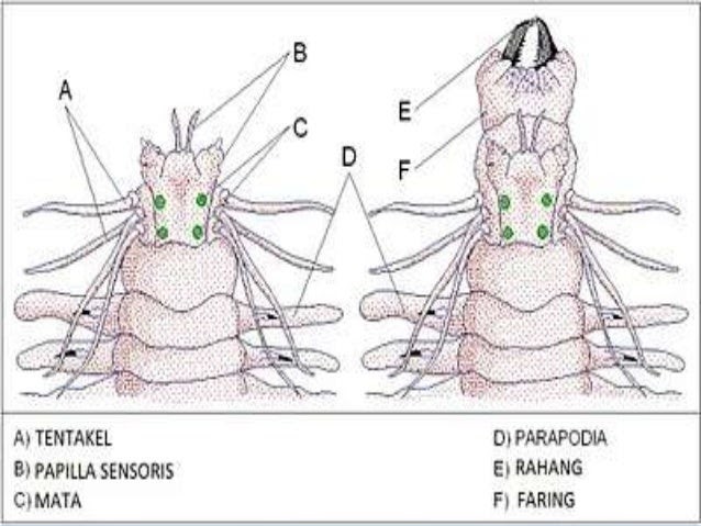 Contoh Hewan  Vertebrata  Yang  Termasuk Mamalia 9 Contoh