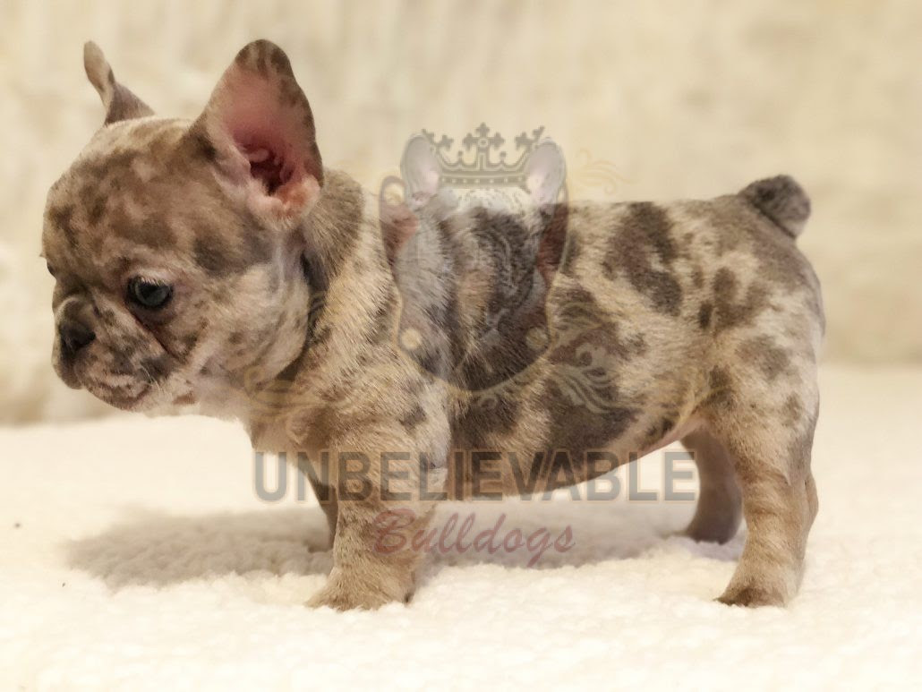 Mum is our family pet and is a wonderful blue fawn with a great temperament and history of good health, absolutely no breathing or other health issues with mum and dad. Frenchie Puppies English Bulldog Puppies Bulldog Puppies Atlanta Unbelievable Bulldogs