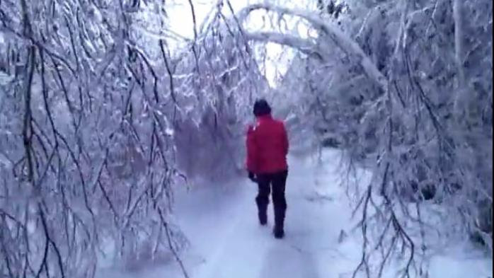 VIDEO. Canada : les pluies verglaçantes figent une forêt entière dans la glace