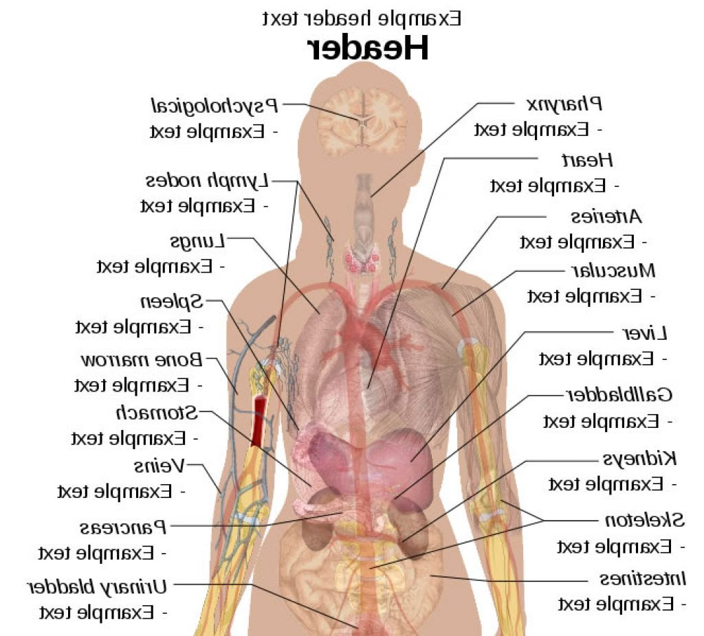 Its function is based on the production of the female hormone, estrogen. Female Inside Body Parts Name Clip Art Library