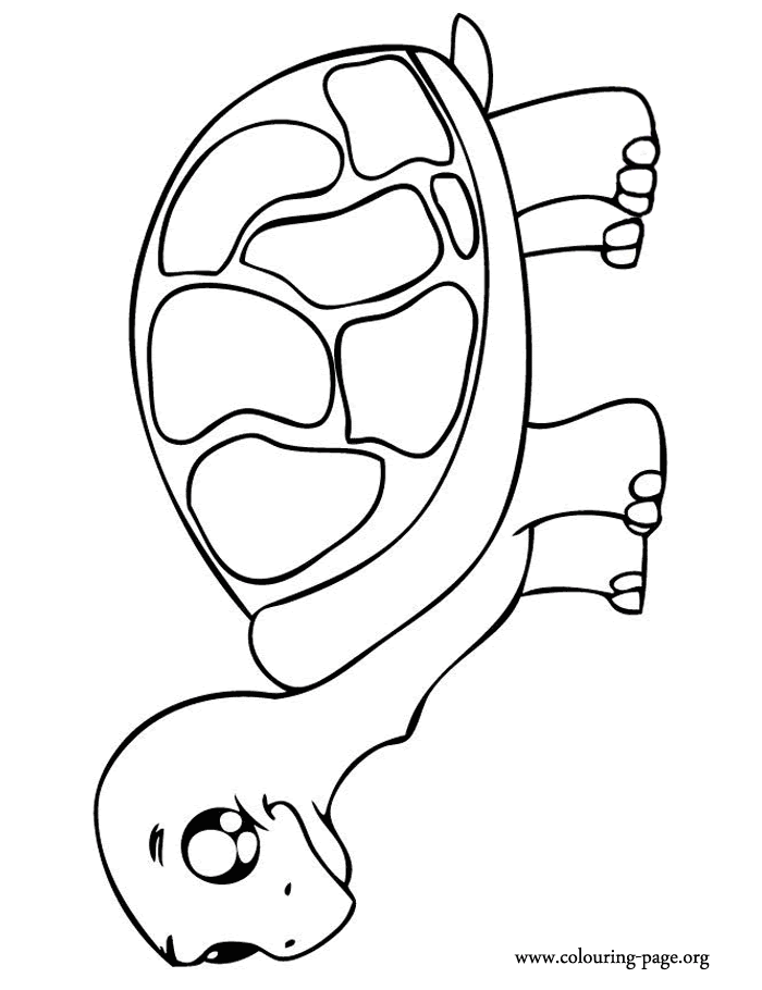 Free printable tortoise coloring pages and download free tortoise coloring pages along with coloring pages for other activities and coloring sheets. Turtles A Cute Baby Tortoise Coloring Page