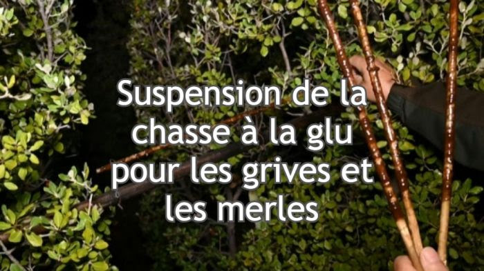 Chasse à la glu, parasite et origine de l'eau Terrestre : l'actu des sciences en ultrabrèves