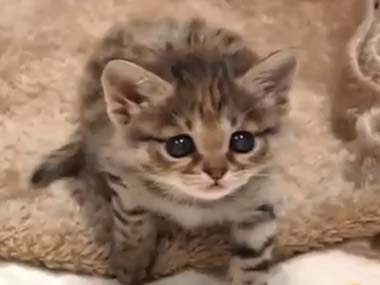 最高の動物画像 50 素晴らしい世界 一 可愛い 子猫
