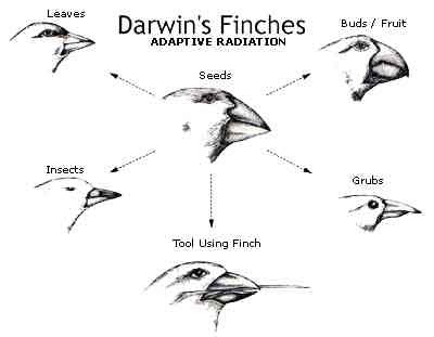 Contoh Evolusi Burung Finch - Contoh Miri