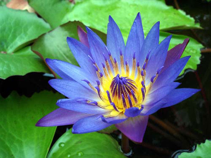 Check spelling or type a new query. Water Lily