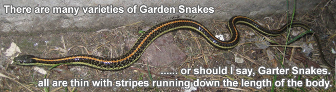 However, but there's little to fear because they are nonvenomous. Garden Snake Information Facts Gardener Snake