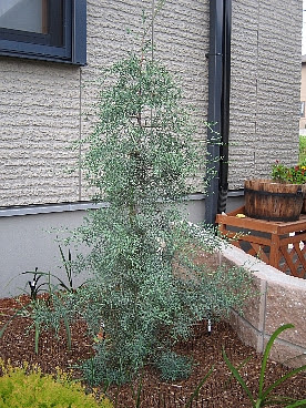 最高のコニファー 植え 替え 時期 すべての美しい花の画像