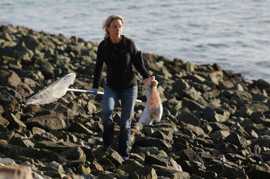 Amber Transou with International Bird Rescue holds two live surf scoters in Alameda that got coated with the gooey substance. Photo: Mike Kepka / The Chronicle / ONLINE_YES