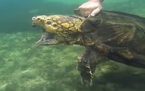 Alligator snapping turtle