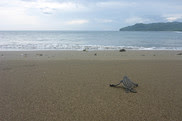 leatherback turtle