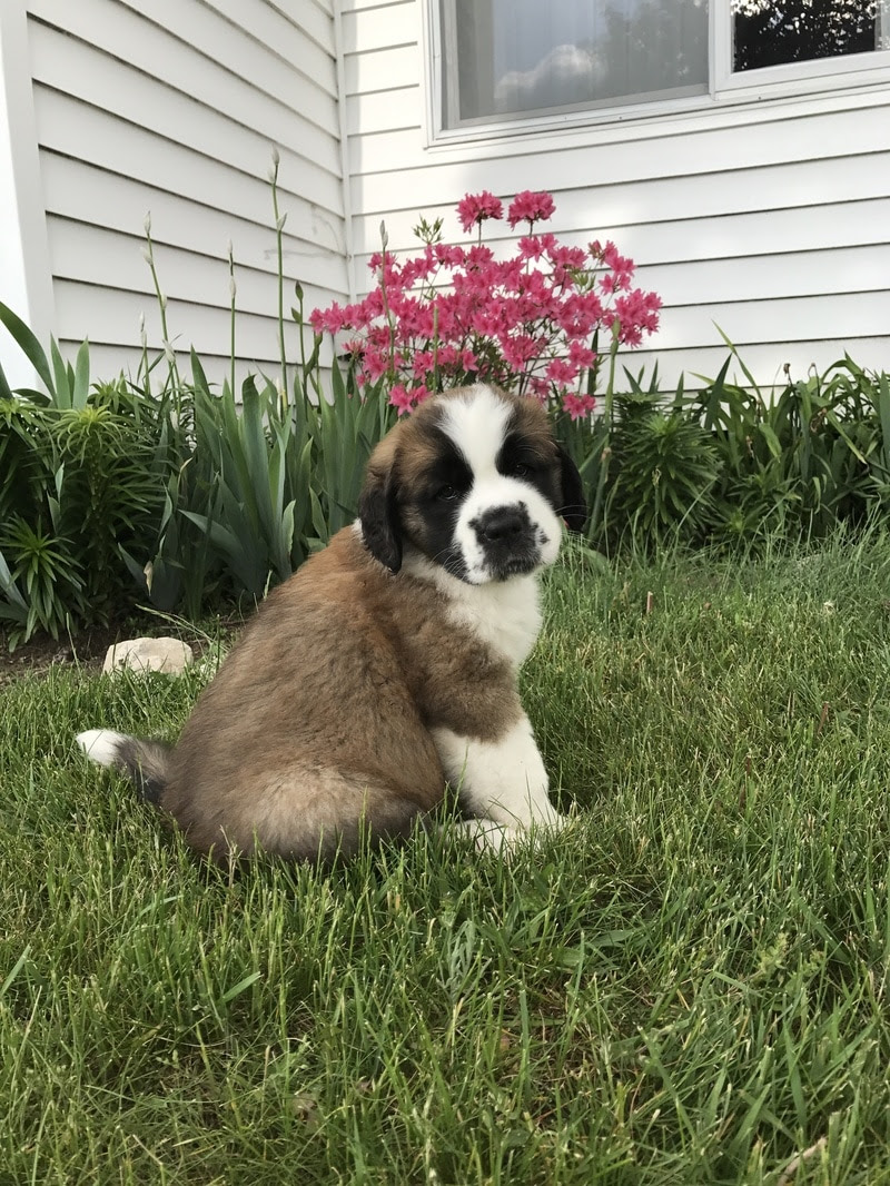 Fantastic record keeping and care log book for your dog: Akc Saint Bernard Show Quality Puppies And Dogs Lake Michigan Saint Bernards