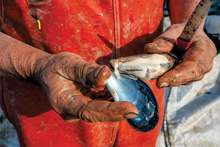 Newell cuts a mussel open to check for health.