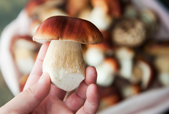 fresh porcini mushroom and pasta recipe | use real butter