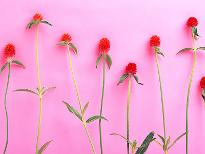 デスクトップ Pc 壁紙 高画質 花 の最高のコレクション 最高の花の画像